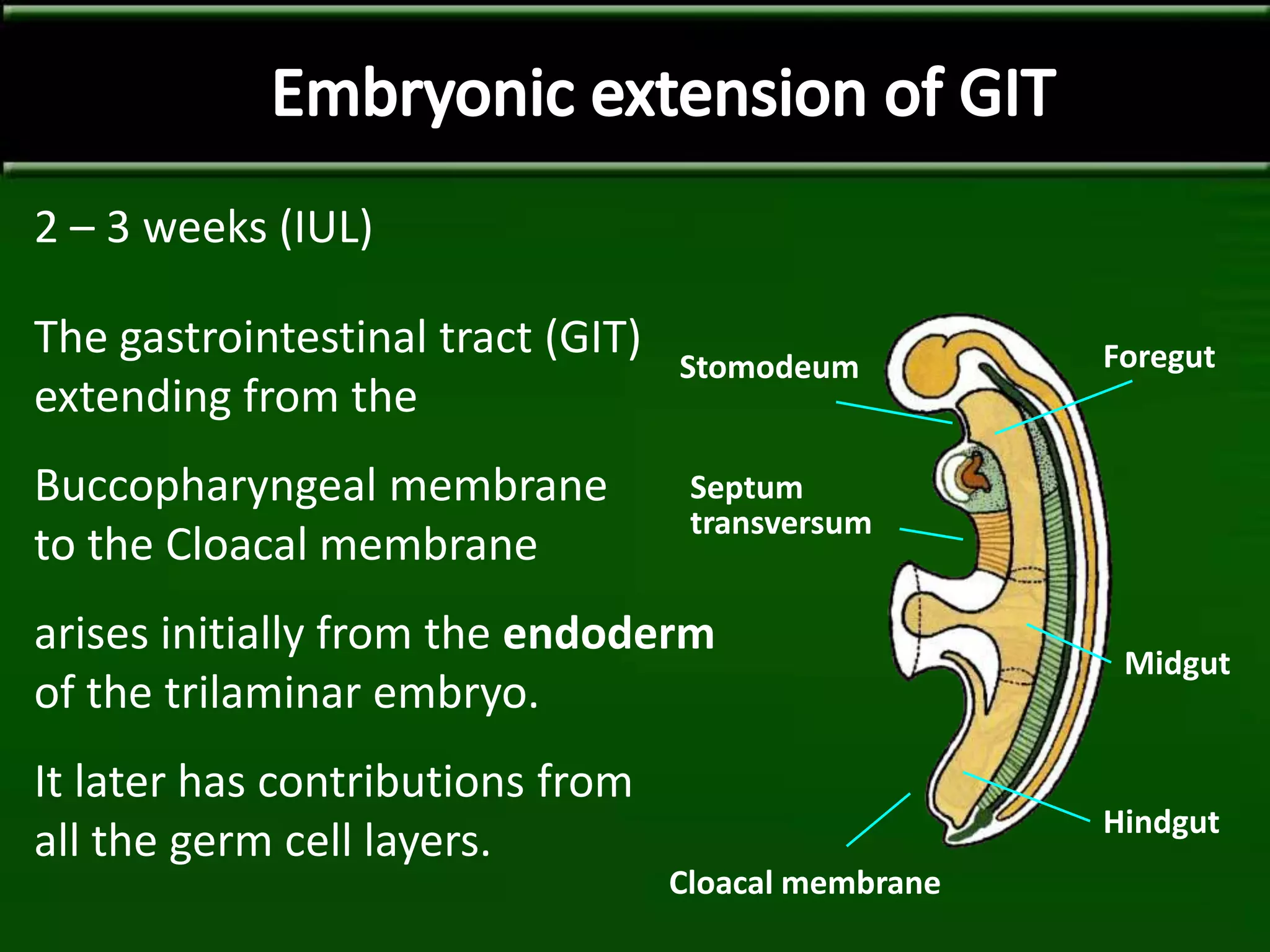 2 – 3 weeks (IUL)
The gastrointestinal tract (GIT)
extending from the
Buccopharyngeal membrane
to the Cloacal membrane
arises initially from the endoderm
of the trilaminar embryo.
It later has contributions from
all the germ cell layers.
Stomodeum
Cloacal membrane
Septum
transversum
Foregut
Midgut
Hindgut
 