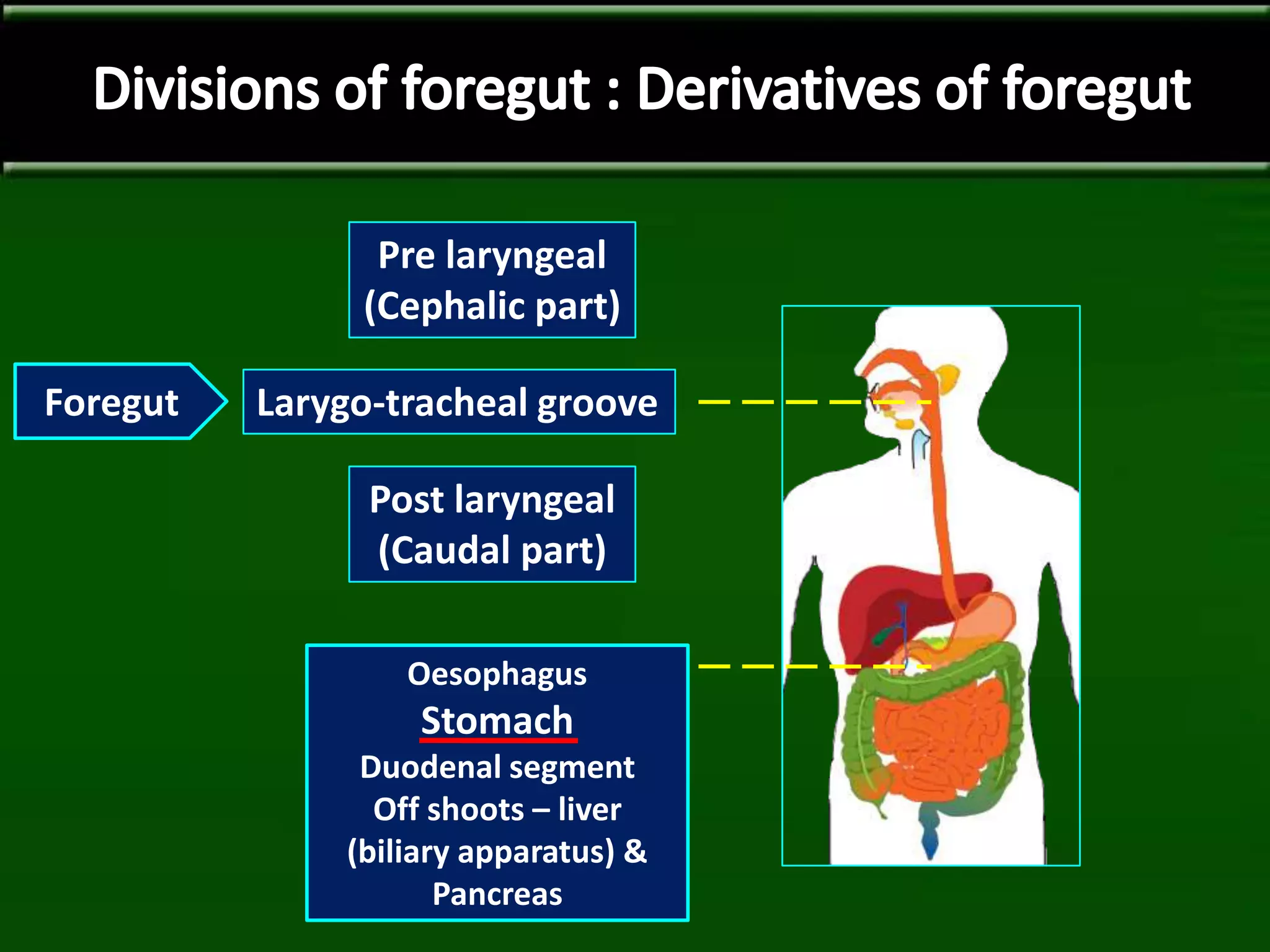 Larygo-tracheal groove
Pre laryngeal
(Cephalic part)
Post laryngeal
(Caudal part)
Foregut
Oesophagus
Stomach
Duodenal segment
Off shoots – liver
(biliary apparatus) &
Pancreas
 