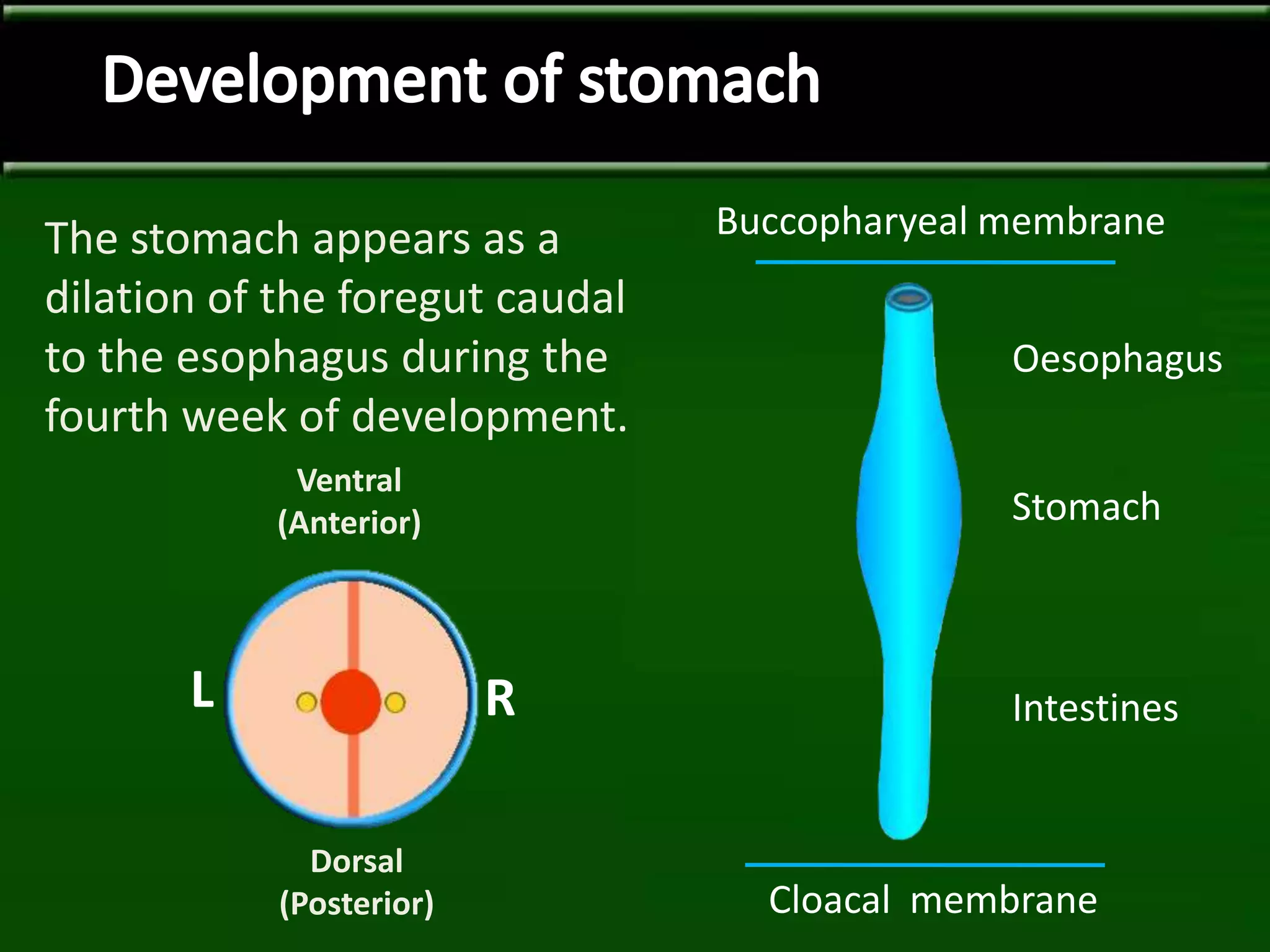 The stomach appears as a
dilation of the foregut caudal
to the esophagus during the
fourth week of development.
Stomach
Oesophagus
Intestines
Buccopharyeal membrane
Cloacal membrane
Ventral
(Anterior)
Dorsal
(Posterior)
RL
 