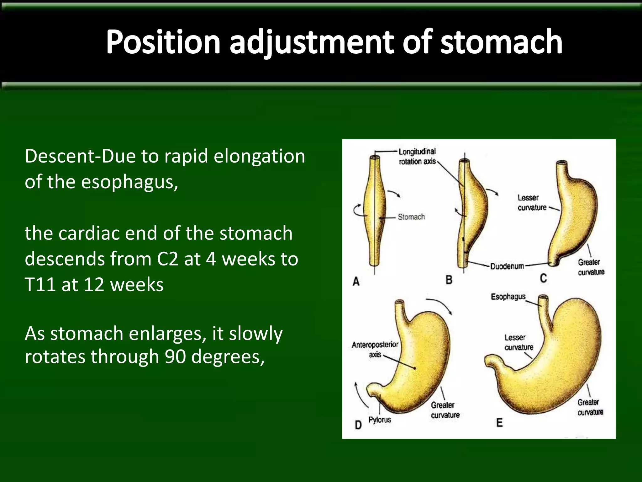 Descent-Due to rapid elongation
of the esophagus,
the cardiac end of the stomach
descends from C2 at 4 weeks to
T11 at 12 weeks
As stomach enlarges, it slowly
rotates through 90 degrees,
 