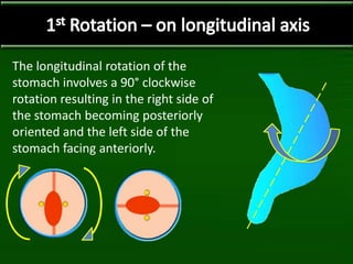 The longitudinal rotation of the
stomach involves a 90° clockwise
rotation resulting in the right side of
the stomach becoming posteriorly
oriented and the left side of the
stomach facing anteriorly.
 
