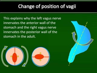This explains why the left vagus nerve
innervates the anterior wall of the
stomach and the right vagus nerve
innervates the posterior wall of the
stomach in the adult.
 