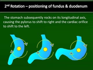 Development of stomach | PPTX