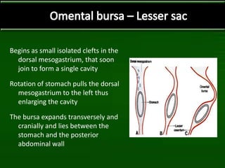 Begins as small isolated clefts in the
dorsal mesogastrium, that soon
join to form a single cavity
Rotation of stomach pulls the dorsal
mesogastrium to the left thus
enlarging the cavity
The bursa expands transversely and
cranially and lies between the
stomach and the posterior
abdominal wall
 