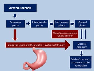 Arterial arcade
Subserosal
plexus
Intramuscular
plexus
Sub mucosal
plexus
Mucosal
plexus
Mucosal
capillaries
Along the lesser and the greater curvature of stomach
Patch of mucosa is
prone to vascular
obstruction
They do not anastomose
with each other
 