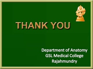 Development of stomach