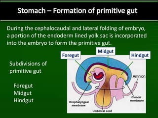 During the cephalocaudal and lateral folding of embryo,
a portion of the endoderm lined yolk sac is incorporated
into the embryo to form the primitive gut.
Foregut
Midgut
Hindgut
Subdivisions of
primitive gut
Foregut
Midgut
Hindgut
 