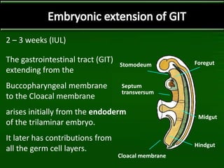 2 – 3 weeks (IUL)
The gastrointestinal tract (GIT)
extending from the
Buccopharyngeal membrane
to the Cloacal membrane
arises initially from the endoderm
of the trilaminar embryo.
It later has contributions from
all the germ cell layers.
Stomodeum
Cloacal membrane
Septum
transversum
Foregut
Midgut
Hindgut
 