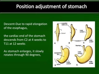 Descent-Due to rapid elongation
of the esophagus,
the cardiac end of the stomach
descends from C2 at 4 weeks to
T11 at 12 weeks
As stomach enlarges, it slowly
rotates through 90 degrees,
 