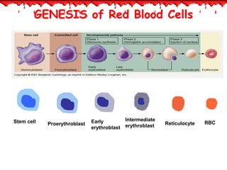 Genesis Of Rbc pathophysiology of rbc ( red blood cells) | PPTX
