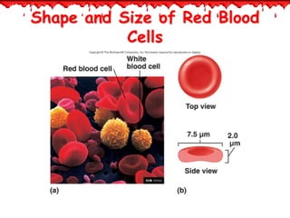 pathophysiology of rbc ( red blood cells) | PPTX