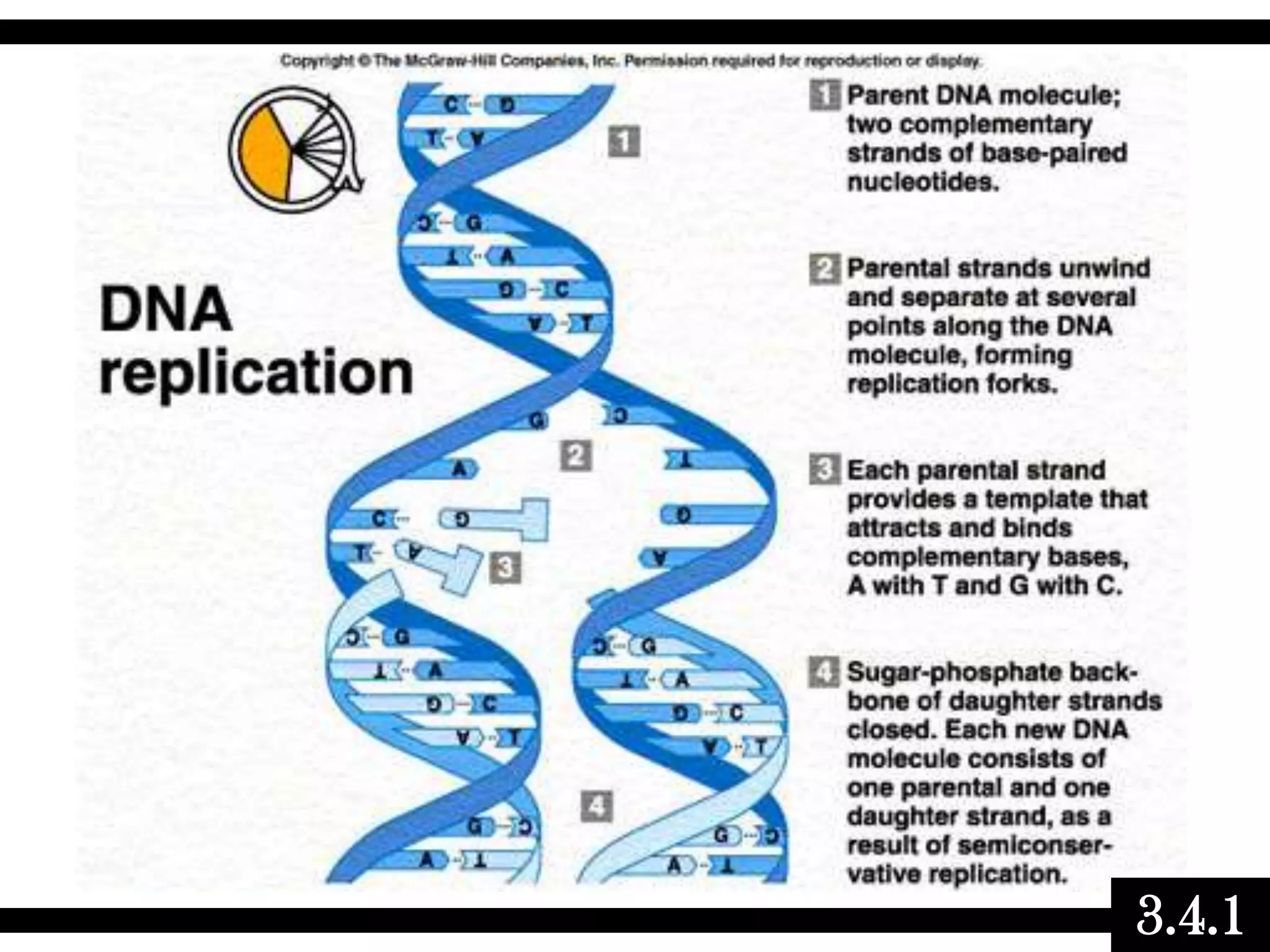 03.4 biochemistry - dna replication | PPTX