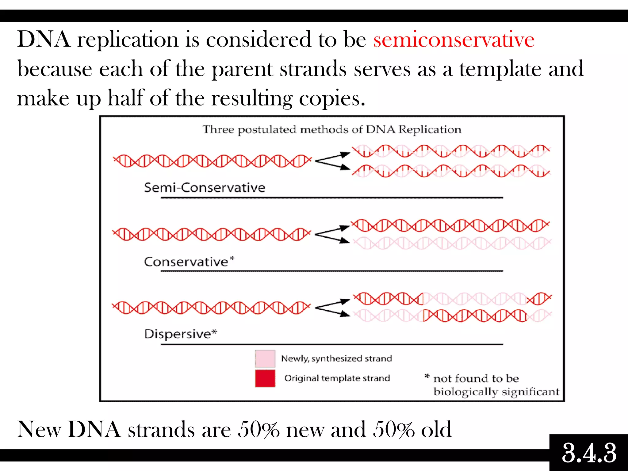 03.4 biochemistry - dna replication | PPTX
