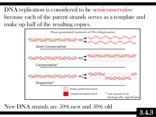 03.4 biochemistry dna replication