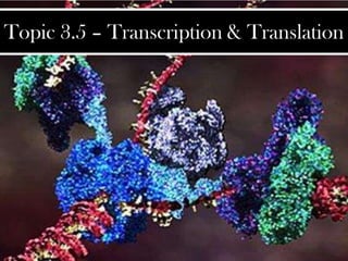 Topic 3.5 – Transcription & Translation
 