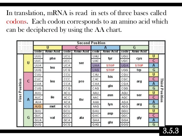 03.5 biochemistry - transcription & translation