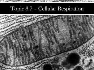 Topic 3.7 – Cellular Respiration
 