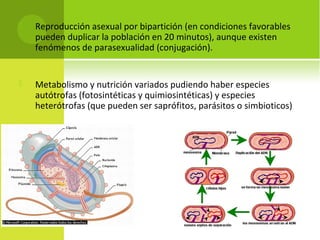  Reproducción asexual por bipartición (en condiciones favorables
pueden duplicar la población en 20 minutos), aunque existen
fenómenos de parasexualidad (conjugación).
 Metabolismo y nutrición variados pudiendo haber especies
autótrofas (fotosintéticas y quimiosintéticas) y especies
heterótrofas (que pueden ser saprófitos, parásitos o simbioticos)
 