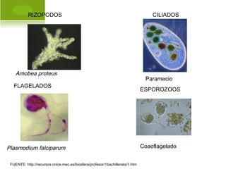 RIZOPODOS CILIADOS
FLAGELADOS
ESPOROZOOS
Amobea proteus
Plasmodium falciparum Coaoflagelado
Paramecio
FUENTE: http://recursos.cnice.mec.es/biosfera/profesor/1bachillerato/1.htm
 