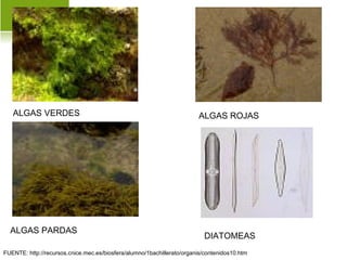 ALGAS VERDES ALGAS ROJAS
ALGAS PARDAS
DIATOMEAS
FUENTE: http://recursos.cnice.mec.es/biosfera/alumno/1bachillerato/organis/contenidos10.htm
 