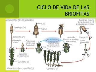CICLO DE VIDA DE LAS
BRIOFITAS
 