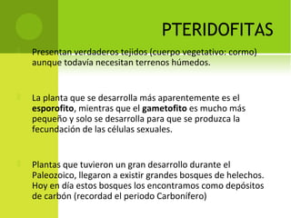 PTERIDOFITAS
 Presentan verdaderos tejidos (cuerpo vegetativo: cormo)
aunque todavía necesitan terrenos húmedos.
 La planta que se desarrolla más aparentemente es el
esporofito, mientras que el gametofito es mucho más
pequeño y solo se desarrolla para que se produzca la
fecundación de las células sexuales.
 Plantas que tuvieron un gran desarrollo durante el
Paleozoico, llegaron a existir grandes bosques de helechos.
Hoy en día estos bosques los encontramos como depósitos
de carbón (recordad el periodo Carbonífero)
 