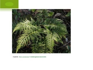 FUENTE:  flickr.com/photos/11299883@N08/2382444999
 