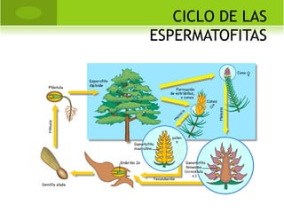 CICLO DE LAS
ESPERMATOFITAS
 