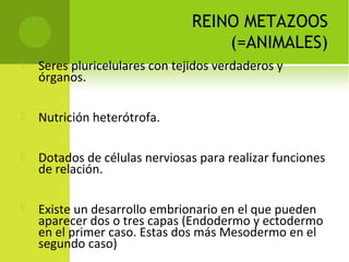 REINO METAZOOS
(=ANIMALES)
 Seres pluricelulares con tejidos verdaderos y
órganos.
 Nutrición heterótrofa.
 Dotados de células nerviosas para realizar funciones
de relación.
 Existe un desarrollo embrionario en el que pueden
aparecer dos o tres capas (Endodermo y ectodermo
en el primer caso. Estas dos más Mesodermo en el
segundo caso)
 