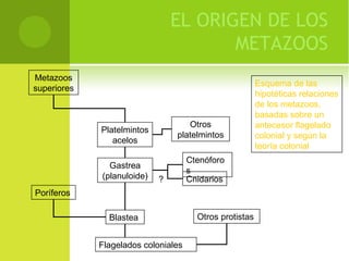 EL ORIGEN DE LOS
METAZOOS
Metazoos
superiores
Cnidarios
Ctenóforo
s
Platelmintos
acelos
Otros protistas
Poríferos
Flagelados coloniales
Otros
platelmintos
Blastea
Gastrea
(planuloide) ?
Esquema de las
hipotéticas relaciones
de los metazoos,
basadas sobre un
antecesor flagelado
colonial y según la
teoría colonial
 
