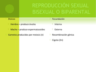 REPRODUCCIÓN SEXUAL
BISEXUAL O BIPARENTAL
 Dioicos
 Hembra – produce óvulos
 Macho – produce espermatozoides
 Gametos producidos por meiosis (n)
 Fecundación
 Interna
 Externa
 Recombinación génica
 Cigoto (2n)
 