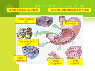 HISTOGÉNESIS Y ORGANOGÉNESIS
El estómago es un órgano Por tanto, está formado por tejidos
Tejido
epitelial
Tejido
sanguíneo
Estómago
Tejido conjuntivo
laxo
Tejido
nervioso
Tejido muscular
liso
 