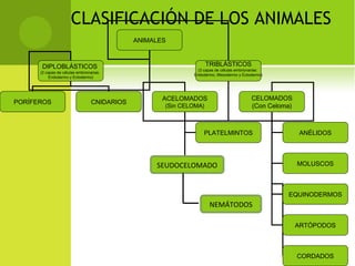 CLASIFICACIÓN DE LOS ANIMALES
ANIMALES
DIPLOBLÁSTICOS
(2 capas de células embrionarias:
Endodermo y Ectodermo)
TRIBLÁSTICOS
(3 capas de células embrionarias:
Endodermo, Mesodermo y Ectodermo)
PORÍFEROS CNIDARIOS
ACELOMADOS
(Sin CELOMA)
CELOMADOS
(Con Celoma)
PLATELMINTOS
NEMATODOS
ANÉLIDOS
MOLUSCOS
EQUINODERMOS
ARTÓPODOS
CORDADOS
SEUDOCELOMADO
NEMÁTODOS
 