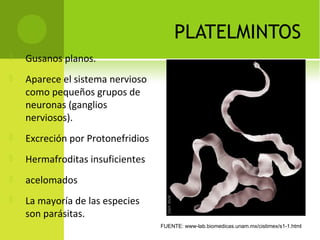 PLATELMINTOS
 Gusanos planos.
 Aparece el sistema nervioso
como pequeños grupos de
neuronas (ganglios
nerviosos).
 Excreción por Protonefridios
 Hermafroditas insuficientes
 acelomados
 La mayoría de las especies
son parásitas.
FUENTE: www-lab.biomedicas.unam.mx/cistimex/s1-1.html
 