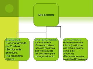 MOLUSCOS
BIVALVOS
•Concha formada
por 2 valvas.
•Son los más
primitivos.
•No presentan
cabeza
GASTERÓPODOS
•Una sola valva.
•Presentan cabeza
(ganglios nerviosos,
ojos y tentáculos)
•Se desplazan para
conseguir alimento
CEFALÓPODOS
•Presentan concha
interna (residuo de
una antigua concha
como la de
Amonites)
•Más evolucionados
presentan SN complejo
 