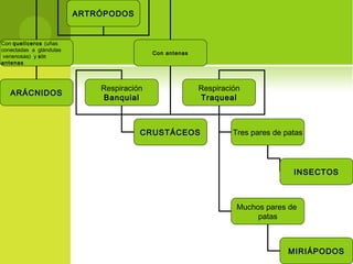 ARTRÓPODOS
Con quelíceros (uñas
conectadas a glándulas
venenosas) y sin
antenas
Con antenas
ARÁCNIDOS
Respiración
Banquial
Respiración
Traqueal
CRUSTÁCEOS Tres pares de patas
Muchos pares de
patas
MIRIÁPODOS
INSECTOS
 