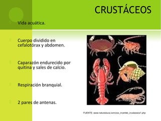 CRUSTÁCEOS
 Vida acuática.
 Cuerpo dividido en
cefalotórax y abdomen.
 Caparazón endurecido por
quitina y sales de calcio.
 Respiración branquial.
 2 pares de antenas.
FUENTE: www.natureduca.com/zoo_inverteb_crustaceos1.php
 