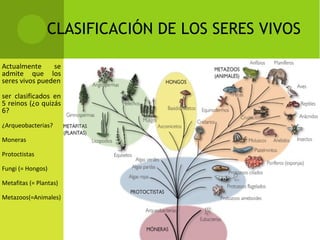 CLASIFICACIÓN DE LOS SERES VIVOS
Actualmente se
admite que los
seres vivos pueden
ser clasificados en
5 reinos (¿o quizás
6?
¿Arqueobacterias?
Moneras
Protoctistas
Fungi (= Hongos)
Metafitas (= Plantas)
Metazoos(=Animales)
 