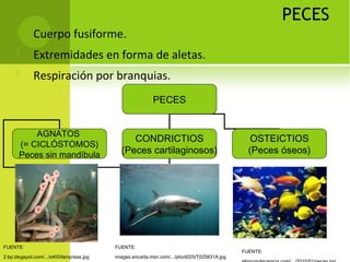 PECES
 Cuerpo fusiforme.
 Extremidades en forma de aletas.
 Respiración por branquias.
PECES
AGNATOS
(= CICLÓSTOMOS)
Peces sin mandíbula
CONDRICTIOS
(Peces cartilaginosos)
OSTEICTIOS
(Peces óseos)
FUENTE:
2.bp.blogspot.com/.../s400/lampreas.jpg
FUENTE:
images.encarta.msn.com/.../pho/t025/T025831A.jpg
FUENTE:
 