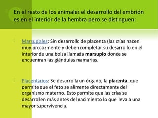 En el resto de los animales el desarrollo del embrión
es en el interior de la hembra pero se distinguen:
 Marsupiales: Sin desarrollo de placenta (las crías nacen
muy precozmente y deben completar su desarrollo en el
interior de una bolsa llamada marsupio donde se
encuentran las glándulas mamarias.
 Placentarios: Se desarrolla un órgano, la placenta, que
permite que el feto se alimente directamente del
organismo materno. Esto permite que las crías se
desarrollen más antes del nacimiento lo que lleva a una
mayor supervivencia.
 