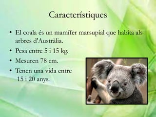 Característiques
• El coala és un mamífer marsupial que habita als
arbres d'Austràlia.
• Pesa entre 5 i 15 kg.
• Mesuren 78 cm.
• Tenen una vida entre
15 i 20 anys.
 