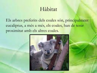 Hàbitat
Els arbres preferits dels coales són, principalment
eucaliptus, a més a més, els coales, han de tenir
proximitat amb els altres coales.
 