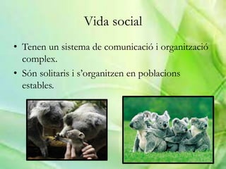 Vida social
• Tenen un sistema de comunicació i organització
complex.
• Són solitaris i s’organitzen en poblacions
estables.
 