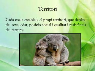 Territori
Cada coala estableix el propi territori, que depèn
del sexe, edat, posició social i qualitat i resistència
del terreny.
 