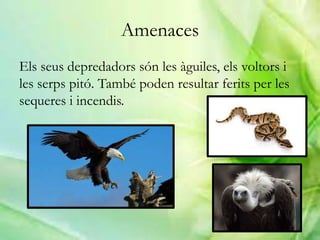 Amenaces
Els seus depredadors són les àguiles, els voltors i
les serps pitó. També poden resultar ferits per les
sequeres i incendis.
 