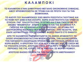Κ Α Λ Α Μ Π Ο Κ Ι 
ΤΟ ΚΑΛΑΜΠΟΚΙ ΕΊΝΑΙ ΔΗΜΗΤΡΙΑΚΟ ΜΕΓΑΛΗΣ ΟΙΚΟΝΟΜΙΚΗΣ ΣΗΜΑΣΙΑΣ, 
ΑΦΟΥ ΧΡΗΣΙΜΟΠΟΙΕΙΤΑΙ ΩΣ ΤΡΟΦΗ ΚΑΙ ΩΣ ΠΡΩΤΗ ΥΛΗ ΓΙΑ ΤΗΝ 
ΒΙΟΜΗΧΑΝΙΑ. 
ΤΟ ΑΛΕΥΡΙ ΤΟΥ ΚΑΛΑΜΠΟΚΙΟΥ ΕΧΕΙ ΜΙΚΡΗ ΠΟΣΟΤΗΤΑ ΓΛΟΥΤΙΝΗΣ ΚΑΙ 
ΤΟ ΨΩΜΙ ΠΟΥ ΔΙΝΕΙ ΕΊΝΑΙ ΣΚΛΗΡΟ, ΧΩΡΙΣ ΕΛΑΣΤΙΚΟΤΗΤΑ ΚΑΙ ΤΡΙΒΕΤΑΙ 
ΕΥΚΟΛΑ. ΠΑΡ΄ ΌΛΑ ΑΥΤΆ ΕΊΝΑΙ ΓΕΥΣΤΙΚΟ ΚΑΙ ΕΊΝΑΙ ΓΝΩΣΤΟ ΜΕ ΤΟ 
ΟΝΟΜΑ “ΜΠΟΜΠΟΤΑ”. ΕΠΙΣΗΣ ΣΤΕΡΕΙΤΑΙ ΚΑΙ ΤΗΣ ΒΙΤΑΜΙΝΗΣ Ρ.Ρ. 
ΓΝΩΣΤΗΣ ΚΑΙ ΩΣ ΝΙΑΣΙΝΗ Η ΟΠΟΙΑ ΠΡΟΞΕΝΕΙ - ΣΕ ΑΤΟΜΑ ΠΟΥ 
ΔΙΑΤΡΕΦΟΝΤΑΙ ΑΠΟΚΛΕΙΣΤΙΚΑ ΜΕ ΚΑΛΑΜΠΟΚΙ - ΤΗΝ ΠΕΛΑΓΡΑ, ΈΝΑ 
ΕΙΔΟΣ ΔΕΡΜΑΤΙΤΙΔΑΣ ΠΟΥ ΟΡΙΣΜΕΝΕΣ ΦΟΡΕΣ ΟΔΗΓΕΙ ΣΤΟ ΘΑΝΑΤΟ. 
ΑΠΌ ΤΟ ΚΑΛΑΜΠΟΚΙ ΠΑΡΑΣΚΕΥΑΖΕΤΑΙ ΤΟ ΑΝΘΟΣ ΑΡΑΒΟΣΙΤΟΥ ΤΟ 
ΟΠΟΙΟ ΧΡΗΣΙΜΟΠΟΙΕΙΤΑΙ ΣΤΗΝ ΜΠΙΣΚΟΤΟΠΟΙΪΑ, ΤΗΝ ΑΛΛΑΝΤΟΠΟΙΪΑ, 
ΤΗΝ ΠΑΡΑΣΚΕΥΗ ΖΑΧΑΡΩΔΩΝ ΠΡΟΪΟΝΤΩΝ, ΑΜΥΛΟΥΧΩΝ ΤΡΟΦΩΝ ΚΑΙ 
ΚΟΡΝ ΦΛΕΪΚΣ. Η ΘΡΕΠΤΙΚΗ ΤΟΥ ΑΞΙΑ ΔΕΝ ΕΊΝΑΙ ΜΕΓΑΛΗ, ΣΕ ΣΧΕΣΗ ΜΕ 
ΤΑ ΥΠΟΛΟΙΠΑ ΣΙΤΗΡΑ, ΑΠΟΤΕΛΕΙ ΌΜΩΣ ΚΥΡΙΑ ΠΗΓΗ ΤΡΟΦΗ ΓΙΑ ΠΟΛΛΕΣ 
ΠΕΡΙΟΧΕΣ ΤΗΣ ΓΗΣ, ΚΥΡΙΩΣ ΤΗΣ Ν. ΑΜΕΡΙΚΗ, ΣΕ ΜΟΡΦΗ ΨΩΜΙΟΥ. 
ΑΠΟΤΕΛΕΙ ΒΑΣΙΚΟ ΠΡΟΙΟΝ ΓΙΑ ΤΗΝ ΠΑΡΑΣΚΕΥΗ ΑΜΕΡΙΚΑΝΙΚΟΥ 
WHISKEY. 
 