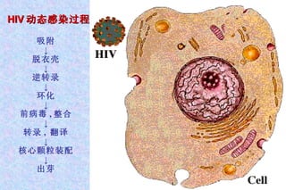 HIV 动态感染过程 吸附 ↓ 脱衣壳 ↓ 逆转录 ↓ 环化 ↓ 前病毒 , 整合 ↓ 转录 ,  翻译 ↓ 核心颗粒装配 ↓ 出芽 