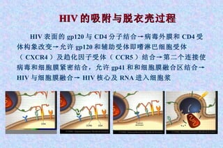 HIV 的吸附与脱衣壳过程 HIV 表面的 gp120 与 CD4 分子结合->病毒外膜和 CD4 受体构象改变->允许 gp120 和辅助受体即嗜淋巴细胞受体（ CXCR4 ）及趋化因子受体（ CCR5 ）结合->第二个连接使病毒和细胞膜紧密结合，允许 gp41 和和细胞膜融合区结合->  HIV 与细胞膜融合-> HIV 核心及 RNA 进入细胞浆 