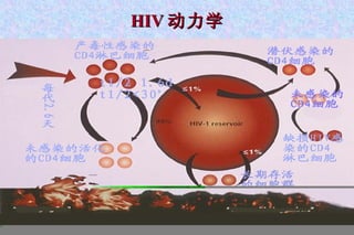 HIV 动力学 