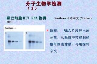 分子生物学检测 （ 2 ） 淋巴细胞 HIV RNA 检测 —— Northern 印迹杂交 (Northern blot) 原理：  RNA 片段经电泳分离，从凝胶中转移到硝酸纤维素滤膜，再用探针杂交 